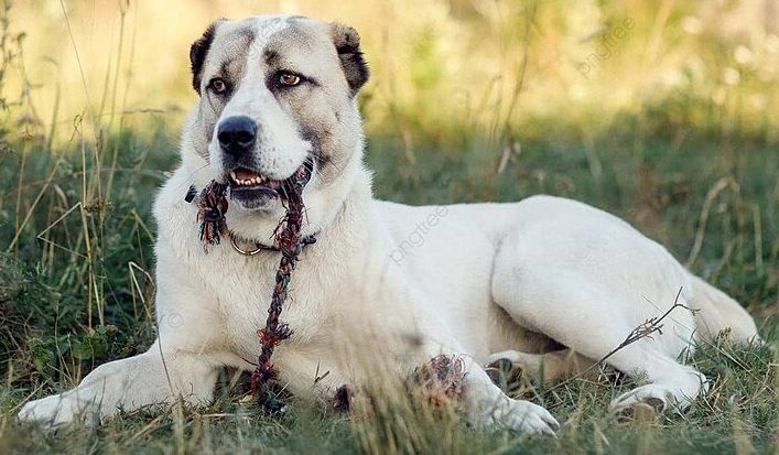Anjing Alabai Di Kenal Sebagai Hewan Peternakan Raksasa