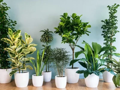 Plant Parenting: Merawat Tanaman Gaya Hidup Sehat