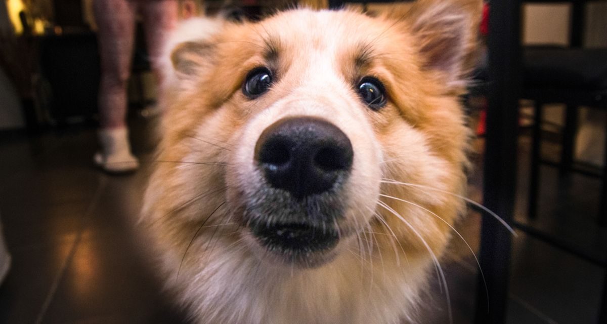 Lagi Mumet? Coba Deh Elus Kucing Atau Anjing Kamu, Ampuh!