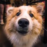 Lagi Mumet? Coba Deh Elus Kucing Atau Anjing Kamu, Ampuh!