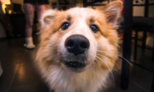 Lagi Mumet? Coba Deh Elus Kucing Atau Anjing Kamu, Ampuh!