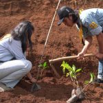 Pertamina Tanam 1.300 Saninten Demi Mitigasi Bencana