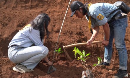 Pertamina Tanam 1.300 Saninten Demi Mitigasi Bencana