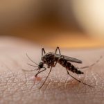 3 Langkah Simpel Bikin Hunian Bebas Nyamuk