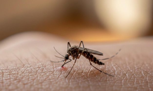 3 Langkah Simpel Bikin Hunian Bebas Nyamuk