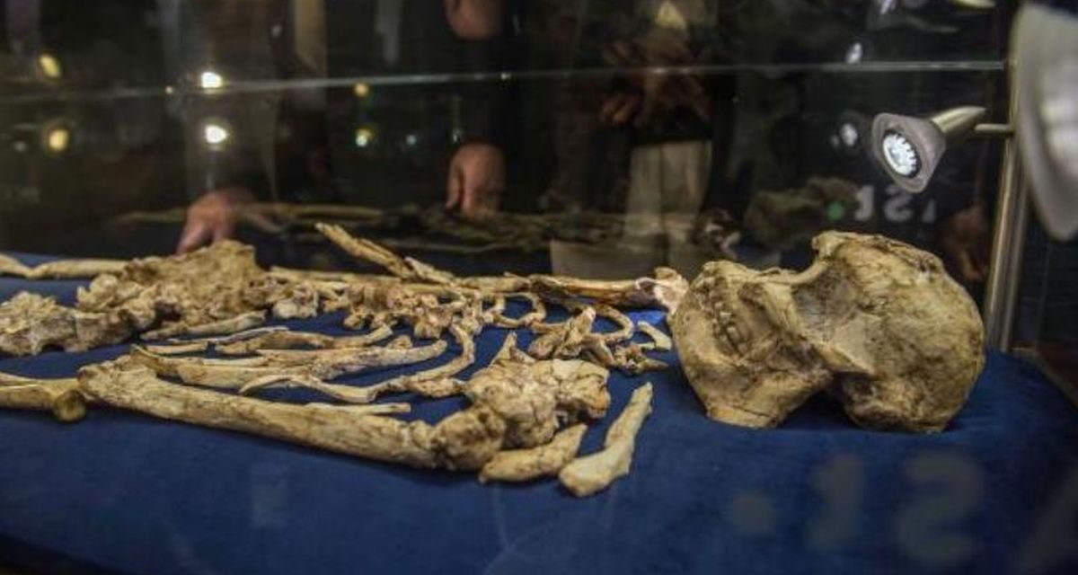 Misteri Fosil Arktik: Apakah Ini Kakek Moyang Kita?