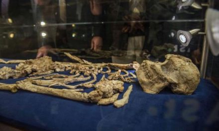 Misteri Fosil Arktik: Apakah Ini Kakek Moyang Kita?