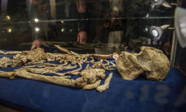 Misteri Fosil Arktik: Apakah Ini Kakek Moyang Kita?