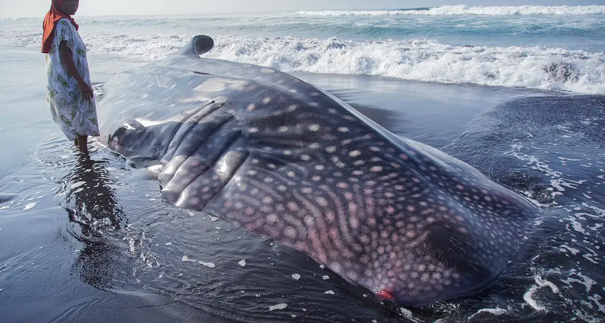 Bukan Sekadar Foto! Ini Etika Wajib Saat Bertemu Hiu Tutul