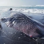 Bukan Sekadar Foto! Ini Etika Wajib Saat Bertemu Hiu Tutul