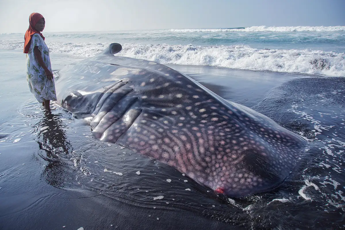 Bukan Sekadar Foto! Ini Etika Wajib Saat Bertemu Hiu Tutul