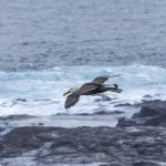 Nyasar 4.800 Km! Burung Galapagos Bikin Geger California
