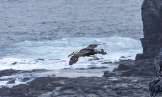 Nyasar 4.800 Km! Burung Galapagos Bikin Geger California