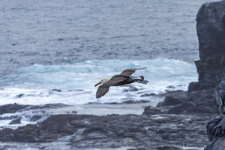 Nyasar 4.800 Km! Burung Galapagos Bikin Geger California