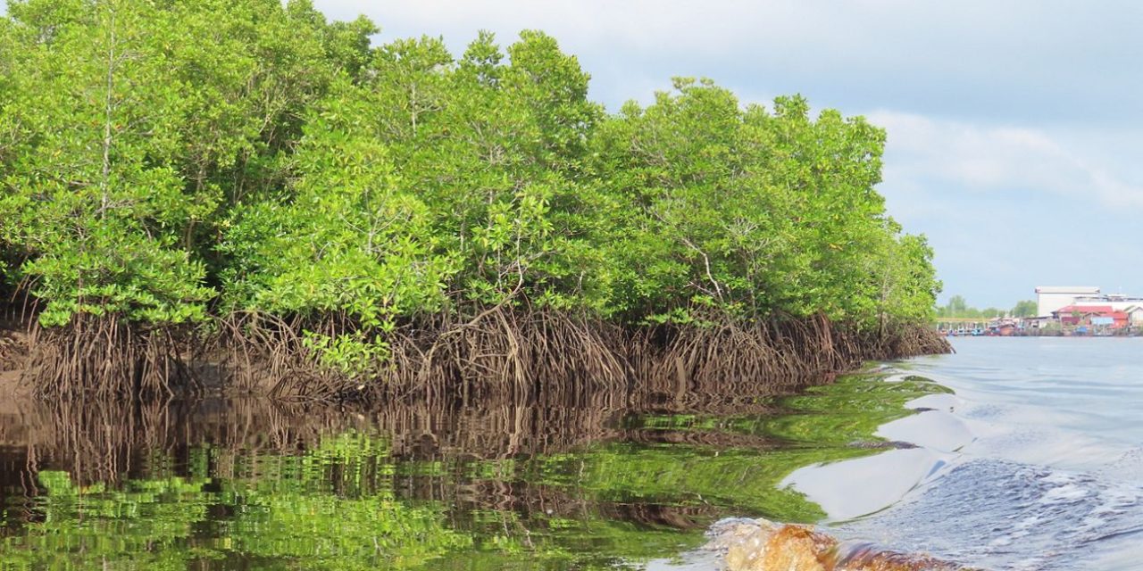 Pusat Mangrove Dunia Kini Ada Di Pulau Bengkalis
