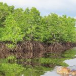 Pusat Mangrove Dunia Kini Ada Di Pulau Bengkalis