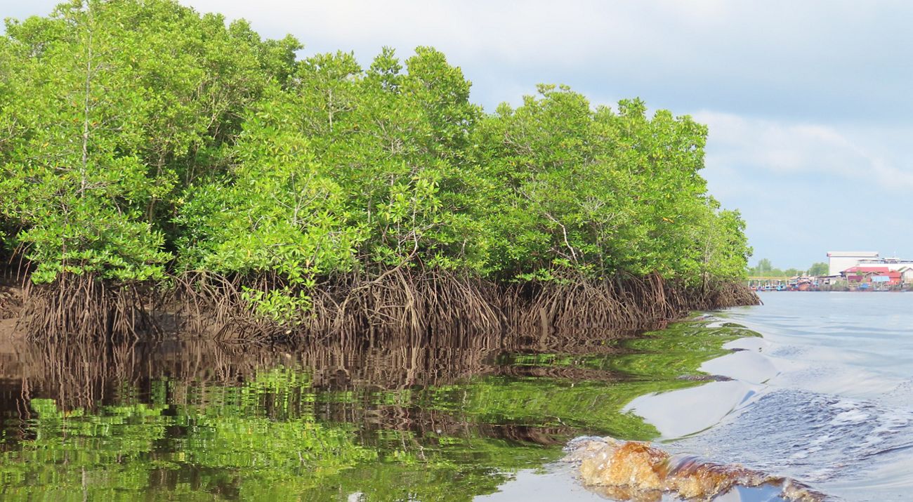 Pusat Mangrove Dunia Kini Ada Di Pulau Bengkalis