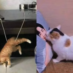 Sisi Kocak Kucing: Gak Bisa Lakuin Hal Segampang Ini!