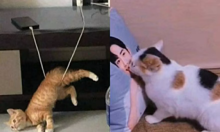 Sisi Kocak Kucing: Gak Bisa Lakuin Hal Segampang Ini!