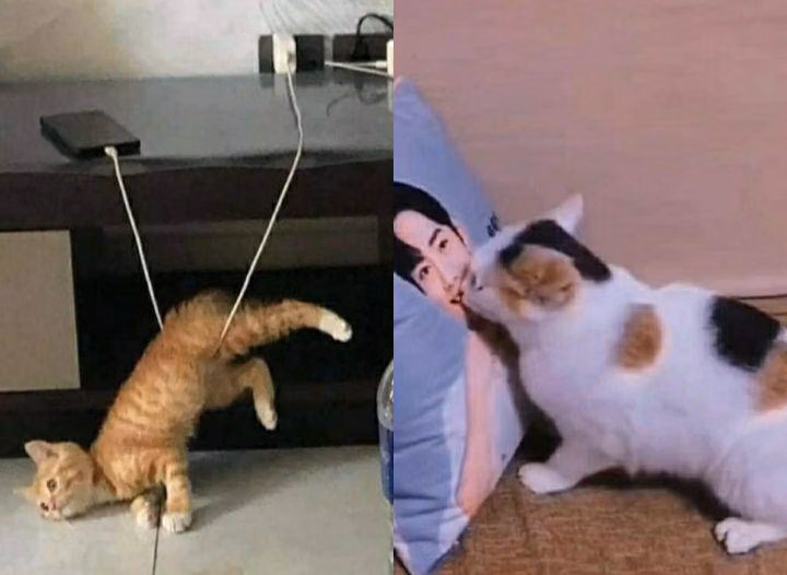Sisi Kocak Kucing: Gak Bisa Lakuin Hal Segampang Ini!