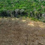 Deforestasi Paksa Amazon Terancam Kering Keroncong!