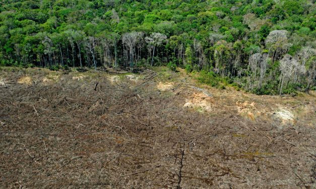 Deforestasi Paksa Amazon Terancam Kering Keroncong!