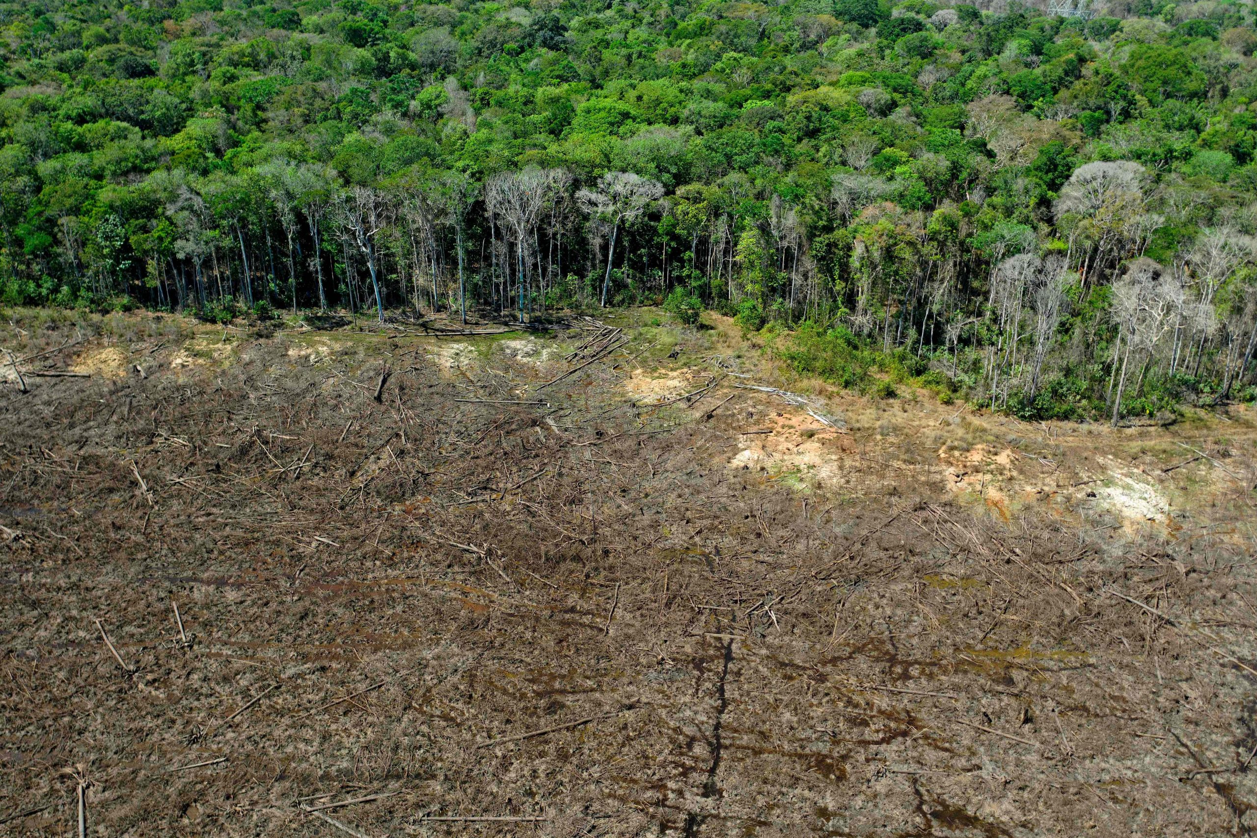 Deforestasi Paksa Amazon Terancam Kering Keroncong!