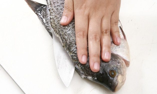 Trik Mudah Hilangkan Bau Lumpur Di Ikan Gurame